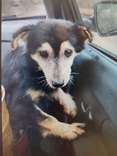 Tierschutzhunde suchen ein Zuhause-Beitrag-Bild