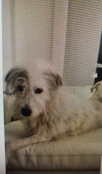 Tierschutzhunde suchen ein Zuhause-Beitrag-Bild