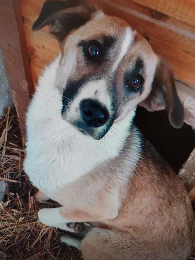 Tierschutzhunde suchen ein Zuhause-Beitrag-Bild