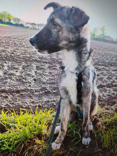 Tierschutzhunde suchen ein Zuhause-Beitrag-Bild