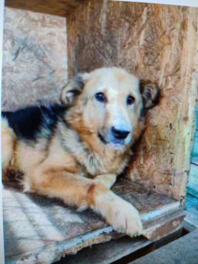 Tierschutzhunde suchen ein Zuhause-Beitrag-Bild