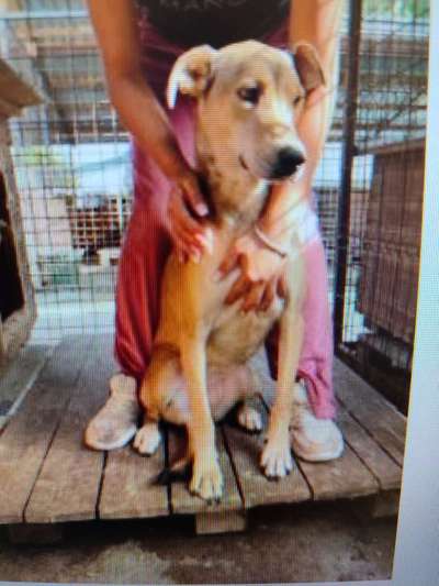 Tierschutzhunde suchen ein Zuhause-Beitrag-Bild