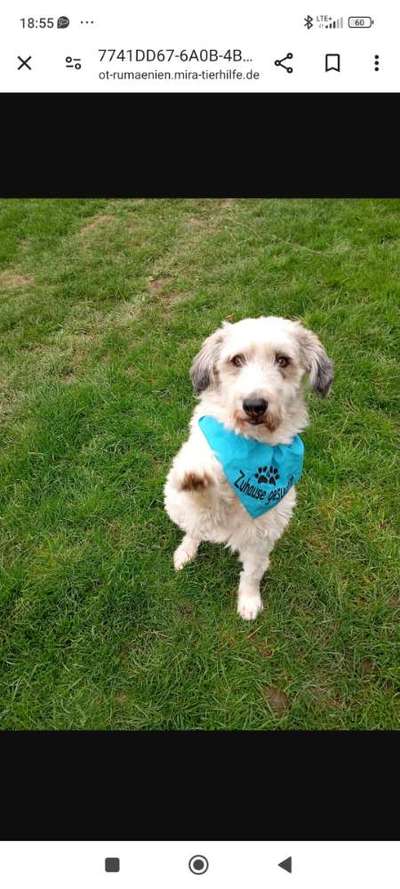 Tierschutzhunde suchen ein Zuhause-Beitrag-Bild