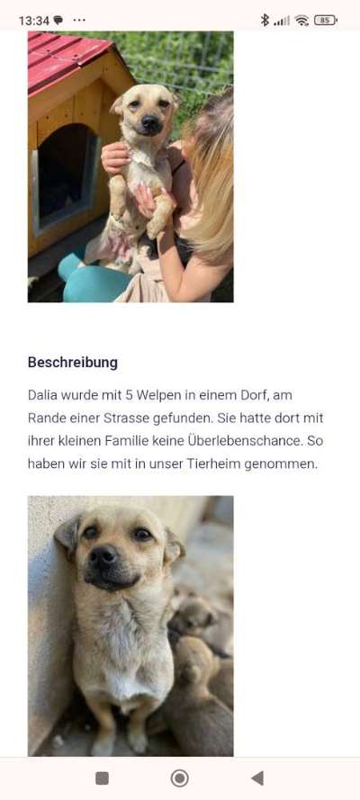 Tierschutzhunde suchen ein Zuhause-Beitrag-Bild