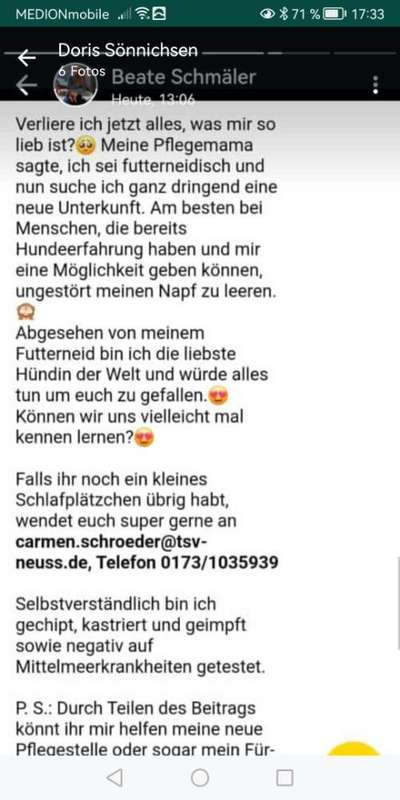 Tierschutzhunde suchen ein Zuhause-Beitrag-Bild