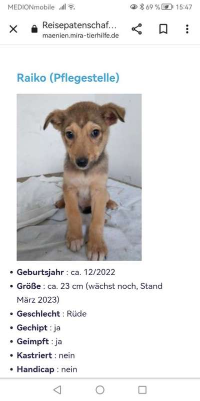 Tierschutzhunde suchen ein Zuhause-Beitrag-Bild