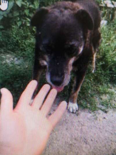 Tierschutzhunde suchen ein Zuhause-Beitrag-Bild