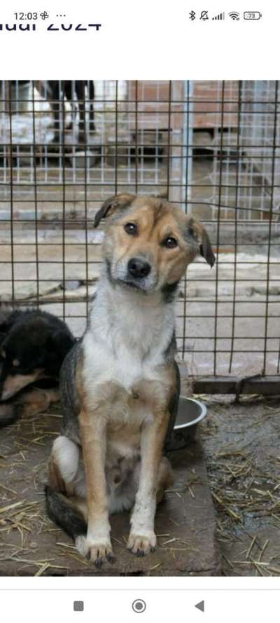 Tierschutzhunde suchen ein Zuhause-Beitrag-Bild