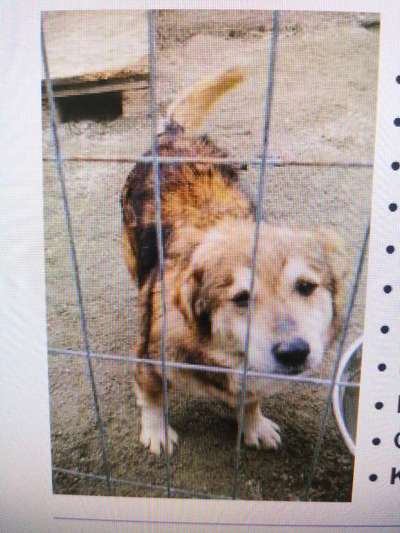 Tierschutzhunde suchen ein Zuhause-Beitrag-Bild