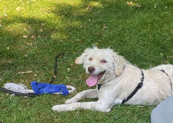 Tierschutzhunde suchen ein Zuhause-Beitrag-Bild