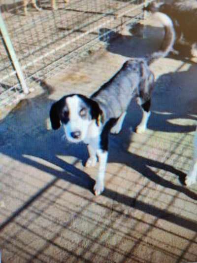 Tierschutzhunde suchen ein Zuhause-Beitrag-Bild