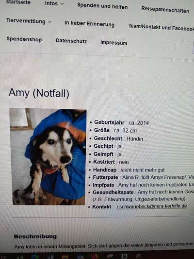 Tierschutzhunde suchen ein Zuhause-Beitrag-Bild