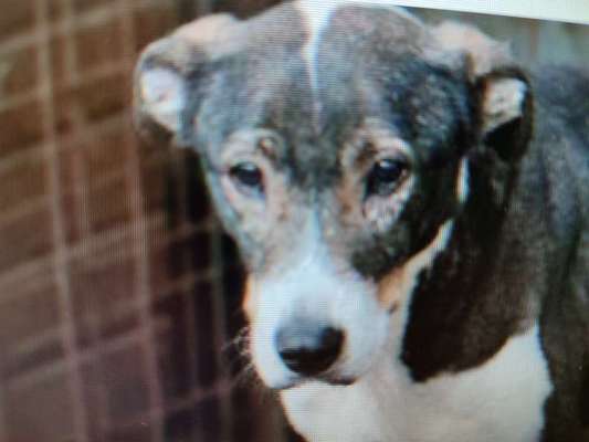 Tierschutzhunde suchen ein Zuhause-Beitrag-Bild