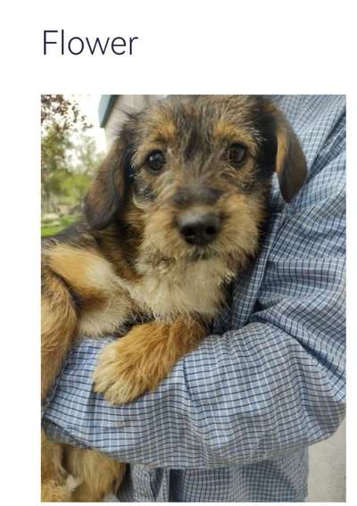 Tierschutzhunde suchen ein Zuhause-Beitrag-Bild