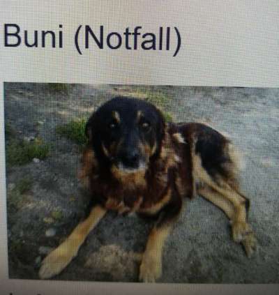 Tierschutzhunde suchen ein Zuhause-Beitrag-Bild