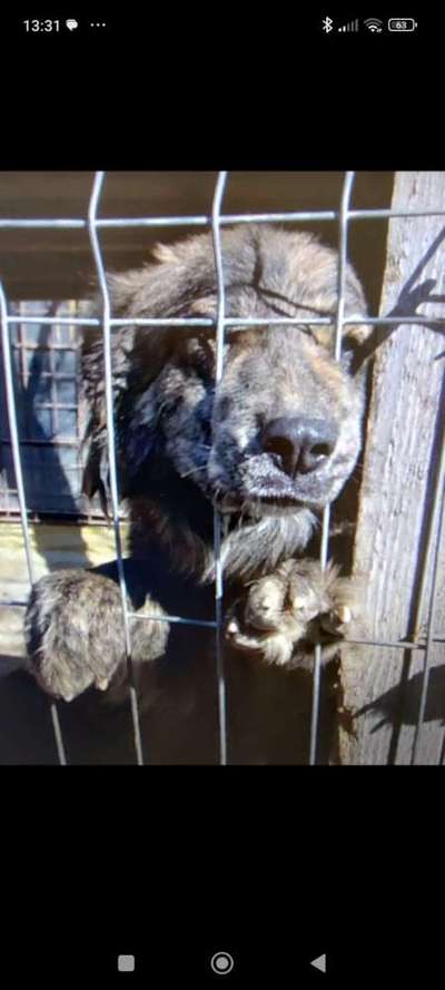 Tierschutzhunde suchen ein Zuhause-Beitrag-Bild