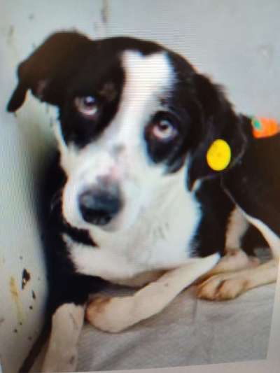 Tierschutzhunde suchen ein Zuhause-Beitrag-Bild