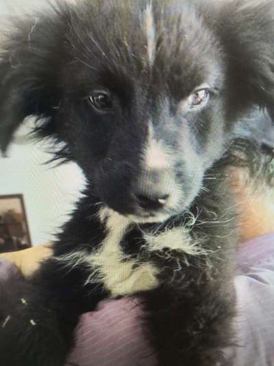 Tierschutzhunde suchen ein Zuhause-Beitrag-Bild