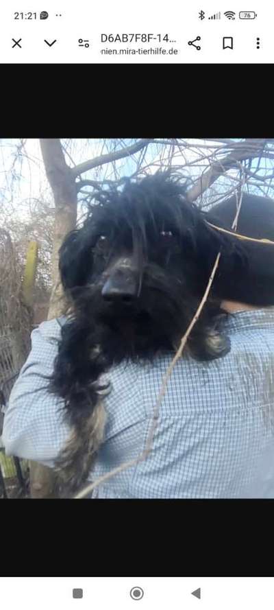 Tierschutzhunde suchen ein Zuhause-Beitrag-Bild