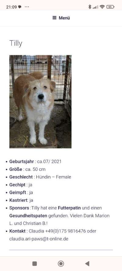 Tierschutzhunde suchen ein Zuhause-Beitrag-Bild