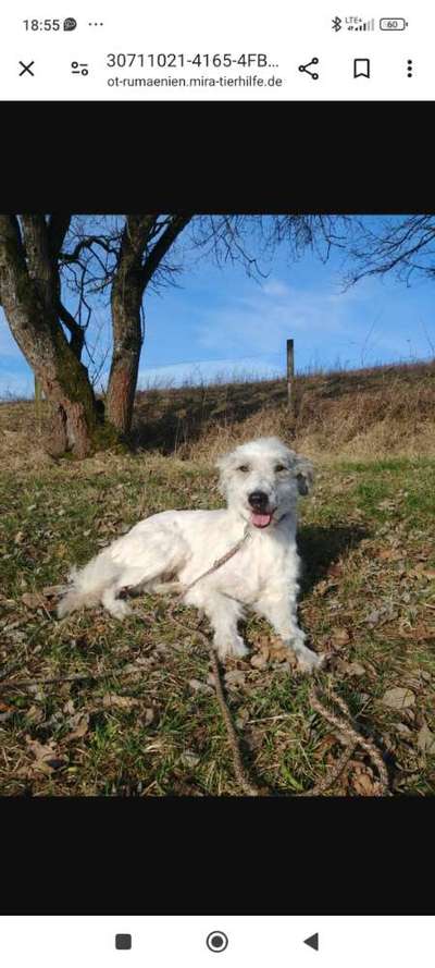 Tierschutzhunde suchen ein Zuhause-Beitrag-Bild