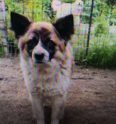 Tierschutzhunde suchen ein Zuhause-Beitrag-Bild