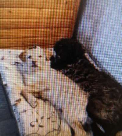 Tierschutzhunde suchen ein Zuhause-Beitrag-Bild