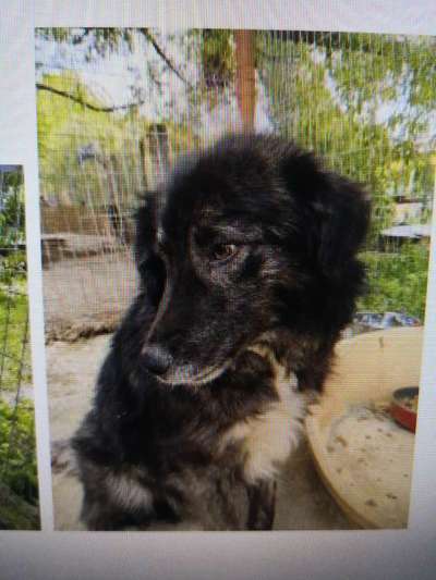 Tierschutzhunde suchen ein Zuhause-Beitrag-Bild