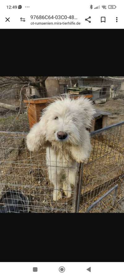Tierschutzhunde suchen ein Zuhause-Beitrag-Bild