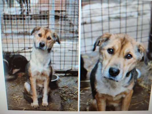 Tierschutzhunde suchen ein Zuhause-Beitrag-Bild