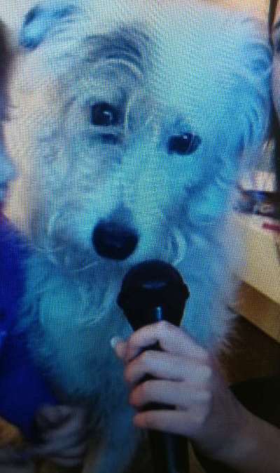 Tierschutzhunde suchen ein Zuhause-Beitrag-Bild