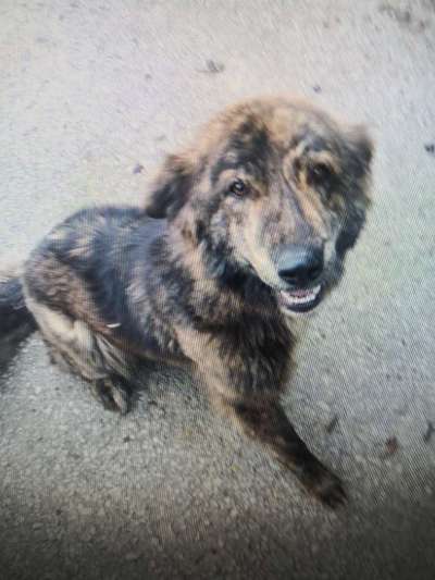 Tierschutzhunde suchen ein Zuhause-Beitrag-Bild