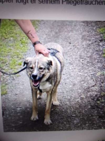 Tierschutzhunde suchen ein Zuhause-Beitrag-Bild