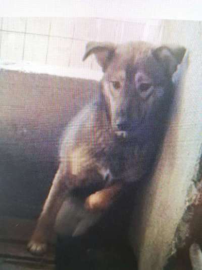 Tierschutzhunde suchen ein Zuhause-Beitrag-Bild