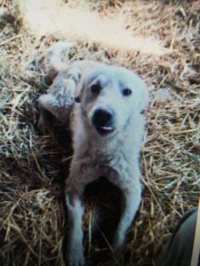 Tierschutzhunde suchen ein Zuhause-Beitrag-Bild