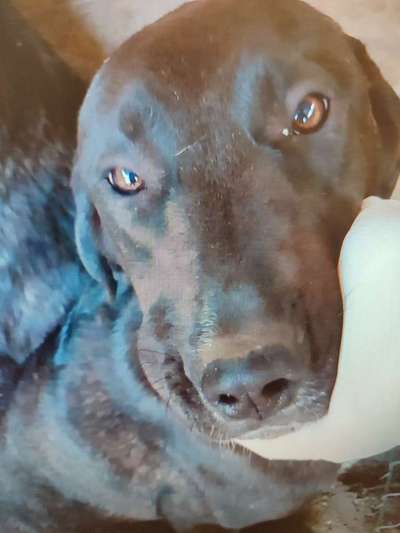 Tierschutzhunde suchen ein Zuhause-Beitrag-Bild