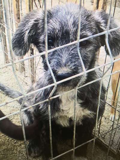 Tierschutzhunde suchen ein Zuhause-Beitrag-Bild