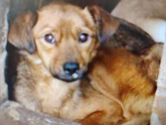 Tierschutzhunde suchen ein Zuhause-Beitrag-Bild