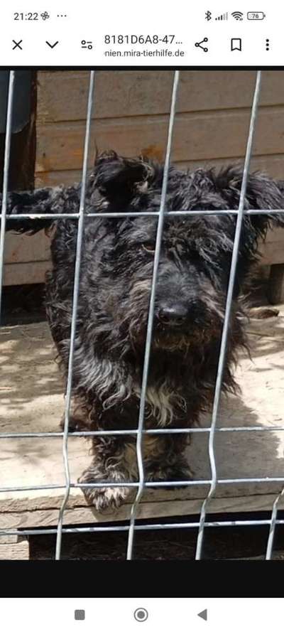 Tierschutzhunde suchen ein Zuhause-Beitrag-Bild