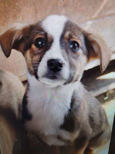 Tierschutzhunde suchen ein Zuhause-Beitrag-Bild