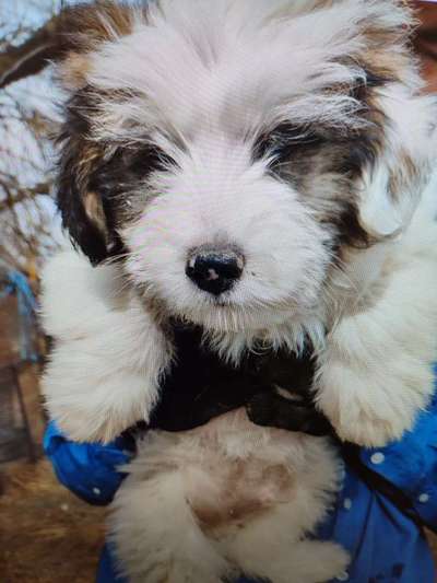 Tierschutzhunde suchen ein Zuhause-Beitrag-Bild