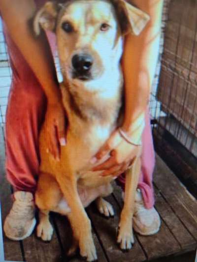 Tierschutzhunde suchen ein Zuhause-Beitrag-Bild