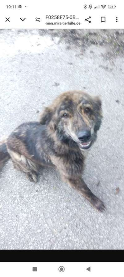 Tierschutzhunde suchen ein Zuhause-Beitrag-Bild