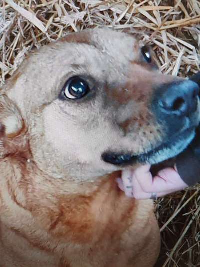 Tierschutzhunde suchen ein Zuhause-Beitrag-Bild