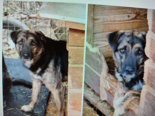 Tierschutzhunde suchen ein Zuhause-Beitrag-Bild