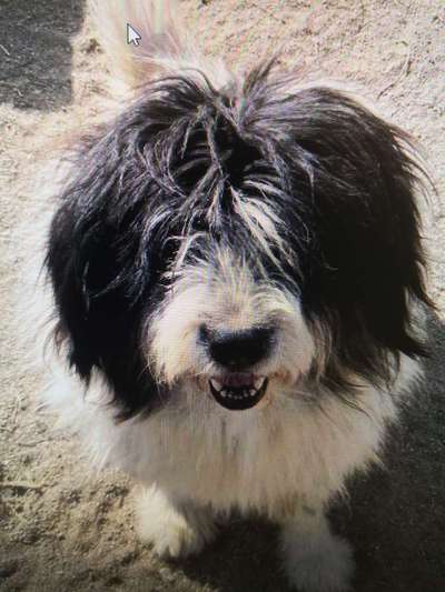 Tierschutzhunde suchen ein Zuhause-Beitrag-Bild