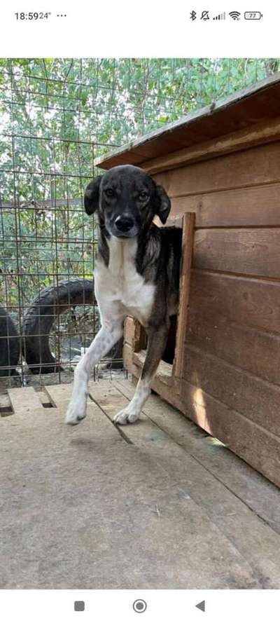 Tierschutzhunde suchen ein Zuhause-Beitrag-Bild
