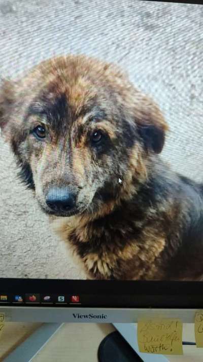 Tierschutzhunde suchen ein Zuhause-Beitrag-Bild