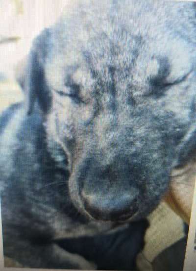 Tierschutzhunde suchen ein Zuhause-Beitrag-Bild