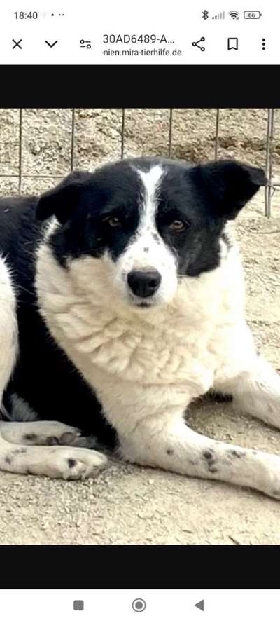 Tierschutzhunde suchen ein Zuhause-Beitrag-Bild